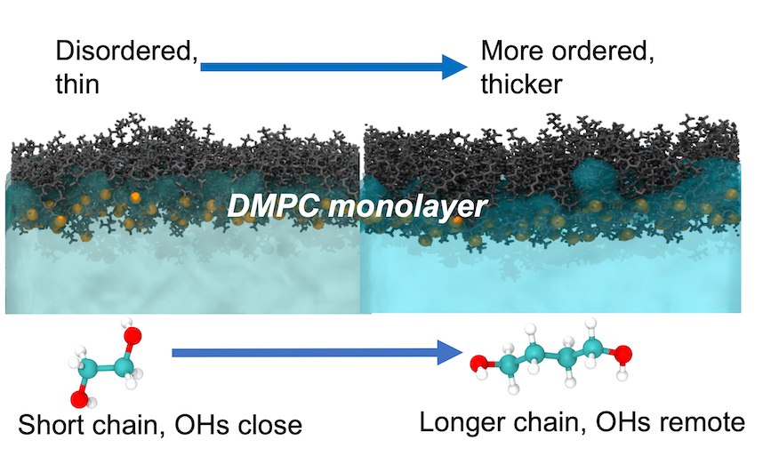 Effects of the length and distribution of hydroxyl groups in diols on their interaction with DMPC monolayers