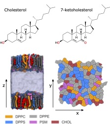 The effects of cholesterol oxidation on erythrocyte plasma membranes: A monolayer study