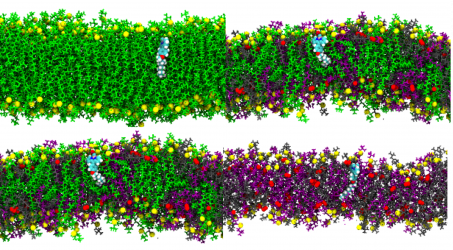 New Paper: “Directly imaging emergence of phase separation in peroxidized lipid membranes”